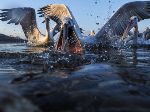Dalmatian Pelican,   Pelecanus crispus,   group catching fish.