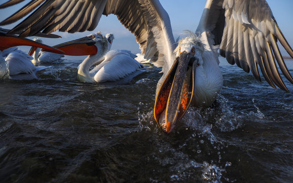 Dalmatian Pelican,   Pelecanus crispus,   group catching fish.