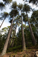 Fototapeta premium Paysages de Corse - Pins Laricio vers Evisa