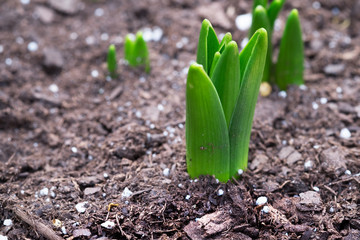 YOUNG GREEN SPROUT HYACINTH COME OUT IN EARLY SPRING, (The Image Has Shallow Depth Of Field)