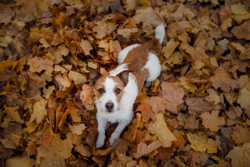 funny dog face. Jack Russell Terrier lying in the leaves. Autumn mood. pet happy