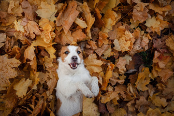 funny dog face. Jack Russell Terrier lying in the leaves. Autumn mood. pet happy