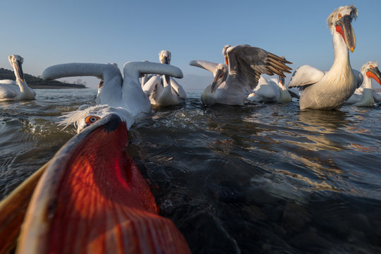 Flock of dalmatian Pelican,   Pelecanus crispus catching fish