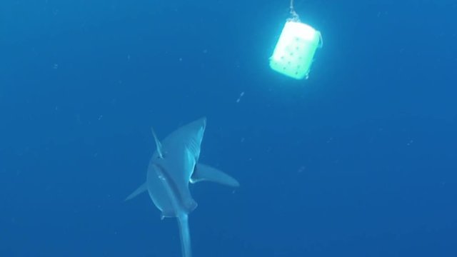 Mako shark, Atlantic Ocean, South Africa.