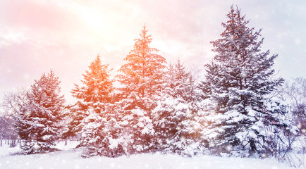 Frosty winter landscape in snowy forest. Pine branches covered with snow in winter weather. Christmas background with fir trees