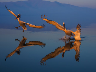 Landing Dalmatian Pelican , Pelecanus crispus. Pelicans casts a mirror image reflection as it flies over water.