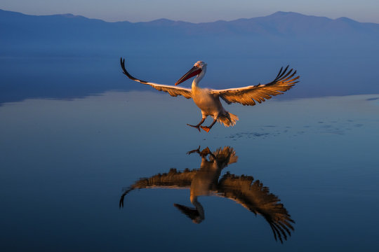 Landing Dalmatian Pelican , Pelecanus crispus. Pelicans casts a mirror image reflection as it flies over water.