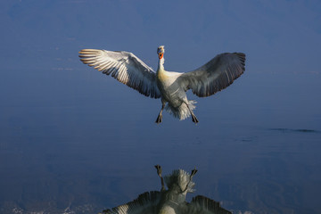 Landing Dalmatian Pelican , Pelecanus crispus. Pelicans casts a mirror image reflection as it flies over water.