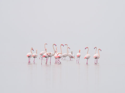 Greater Flamingoes and Dalmatian Pelican , Pelecanus crispus during foggy day