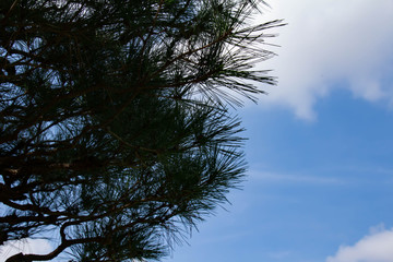 青空に伸びる松の枝