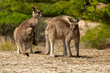Naklejka na ściany i meble mother and baby kangaroo