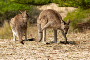Naklejka na ściany i meble kangaroo scratching