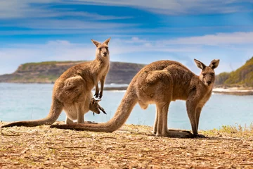  kangoeroes met joey op het strand © Greg