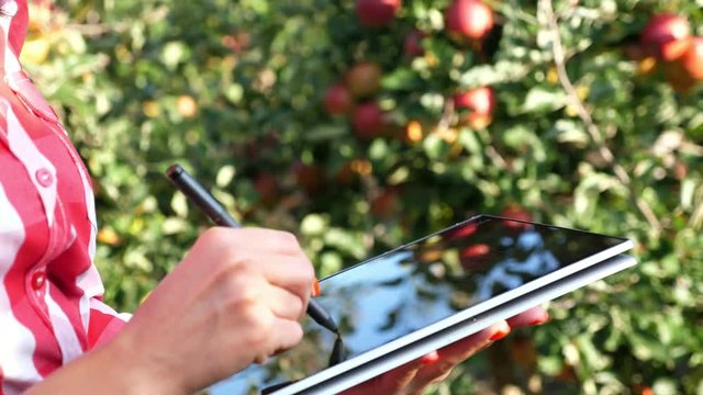 close up, female business farmer or agronomist working in the apple garden, makes notes on a tablet for better quality control, Focused on work.. Smart farming and digital agriculture concept.