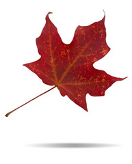 AUTUMN RED MAPLE LEAF ISOLATED ON WHITE BACKGROUND WITH SHADOW (with clipping path)