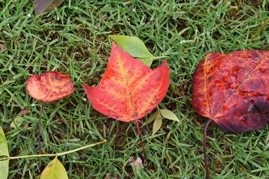 Red and yellow autumn leaves on the green grass