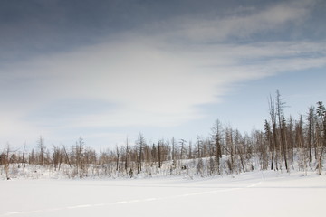 winter landscape