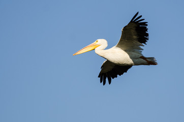 American White Pelican Flying in a Blue Sky