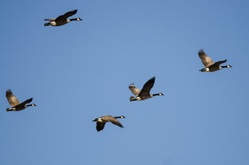 Flock of Canada Geese Flying in a Blue Sky