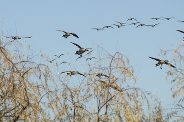 Flocks of Canada Geese Coming In For Landing in the Wetlands