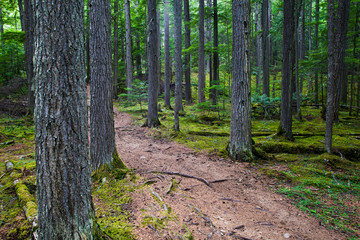 Obraz premium path in the forest