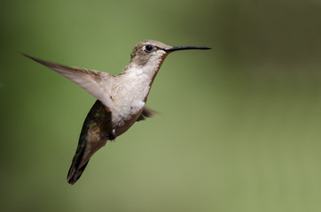 Fototapeta premium Black-Chinned Hummingbird Hovering in Flight Deep in the Forest