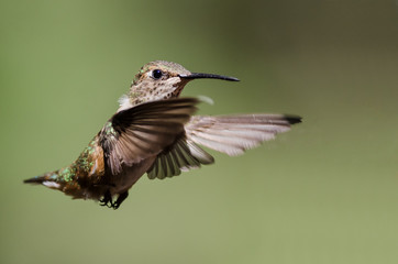 Fototapeta premium Adorable Little Rufous Hummingbird Hovering in Flight Deep in the Forest