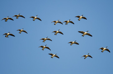 Flock of Canada Geese Flying in a Blue Sky