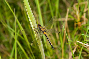 dragonfly on leaf