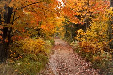 Algonquin Provincial Park, ON, Canada