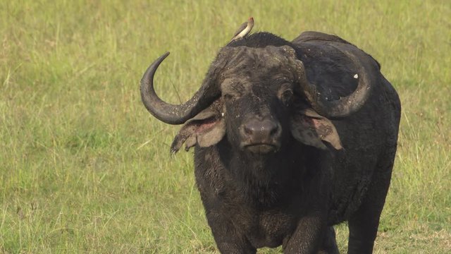 A medium shot of an African buffalo standing in the middle of the grasslands with its torn ears sporting an bird who refuses to leave its side