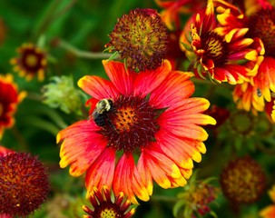 Bee on red  Flower with yellow tips