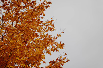 Yellow leaves on a tree. 