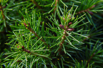 Pine Tree Branch Bright