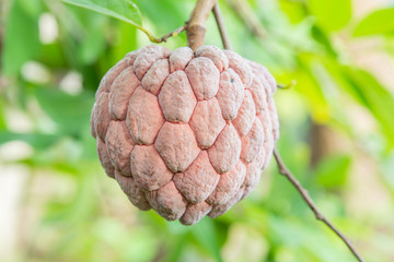 Fototapeta premium custard apple purple on a tree