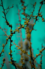 Naturaleza