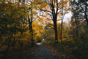 Fototapeta premium A walk in an autumn forest. Mount-Royal Park in Montreal during the Fall season.