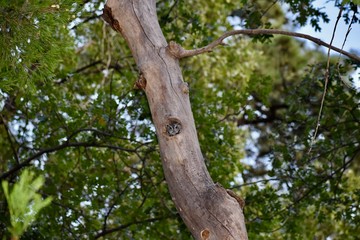 Flammulated Owl in Oak Tree