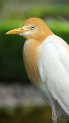 The cattle egret is a cosmopolitan species of heron found in the tropics, subtropics and warm temperate zones. It is the only member of the monotypic genus Bubulcus
