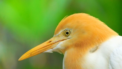 The cattle egret is a cosmopolitan species of heron found in the tropics, subtropics and warm temperate zones. It is the only member of the monotypic genus Bubulcus
