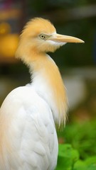 The cattle egret is a cosmopolitan species of heron found in the tropics, subtropics and warm temperate zones. It is the only member of the monotypic genus Bubulcus