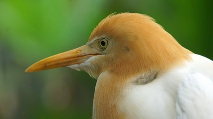The cattle egret is a cosmopolitan species of heron found in the tropics, subtropics and warm temperate zones. It is the only member of the monotypic genus Bubulcus