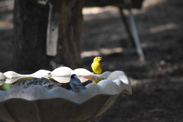 Wilson's Warbler on birdbath