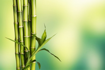 Many bamboo stalks  on background