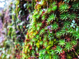 green moss on the wall
