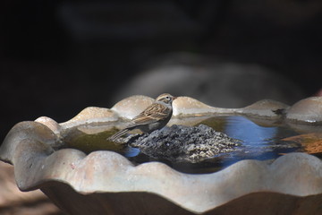 Clay-colored Sparrow