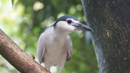 Black-crowned Night-Herons are small herons with rather squat, thick proportions. They have thick necks, large, flat heads, and heavy, pointed bills