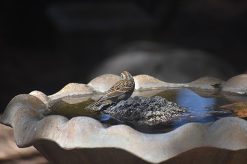 Clay-colored Sparrow