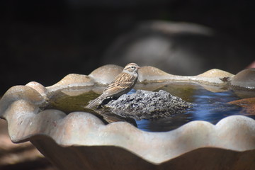 Obraz premium Clay-colored Sparrow
