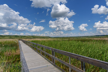 Fototapeta na wymiar boardwalk over marsh